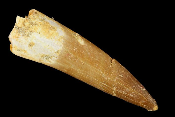 Fossil Plesiosaur (Zarafasaura) Tooth - Morocco #162317